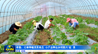孝昌：订单种植贝贝南瓜 小产业种出乡村振兴好“钱”景