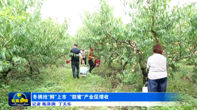 孝昌：冬桃抢“鲜”上市 “甜蜜”产业促增收