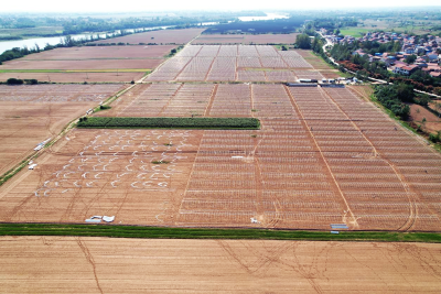 孝昌：千亩羊肚菌大棚搭建正酣 乡村振兴添动力