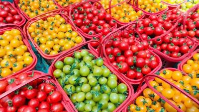 一口爆汁！来孝昌丰山摘小番茄