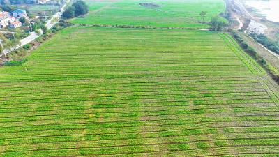 孝昌花西：科学管护助力油菜苗齐苗壮 
