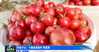 孝昌丰山：小番茄成暖冬“致富果”
