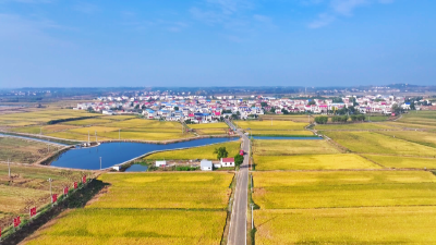 孝昌：五万亩太子稻丰收  机械化+全链条铺就增收路