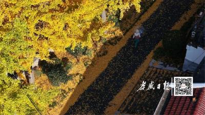 一年一度朋友圈银杏比美时刻，又！来！了！