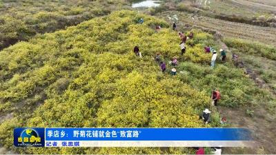 孝昌季店：野菊花铺就金色“致富路”