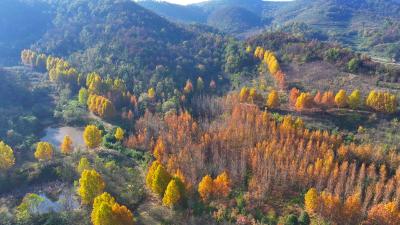 千年银杏群披上“金装”，湖北孝昌小悟迎来了一年中最美的季节