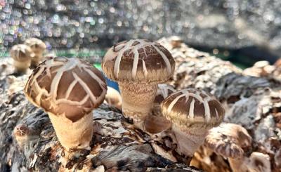 孝昌小悟：深山里的小菌菇 释放致富大“蘑”力 