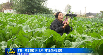 孝昌：红菜苔抢“鲜”上市 “蔬”通群众致富路