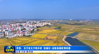 孝昌：五万亩太子稻丰收 机械化+全链条铺就增收路 