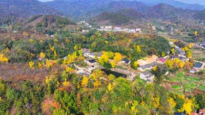 孝昌小悟：金色银杏引客来  生态旅游促振兴
