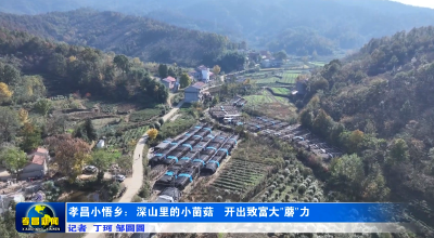 孝昌小悟：深山里的小菌菇 释放致富大“蘑”力