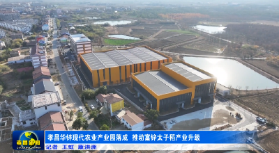 “富锌太子稻”C位出道！孝昌华锌现代农业产业园正式运营 