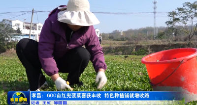 菜篮子C位 孝昌这里的红蔸菠菜抢鲜上市