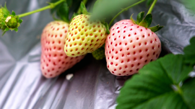 冬日顶流！孝昌“莓中新贵”走俏市场 