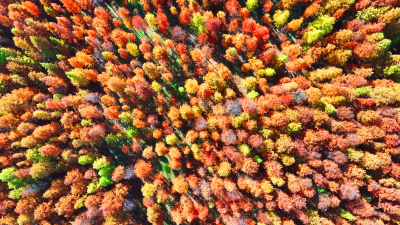 打卡森系大片取景地！湖北孝昌陆山林场的每个角落都好拍！