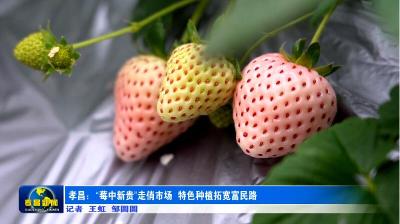 冬日顶流！孝昌“莓中新贵”走俏市场