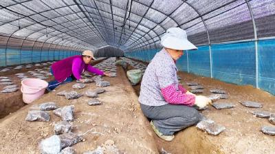 孝昌：农闲田巧种“致富菌”  “营养包”孕育好前景