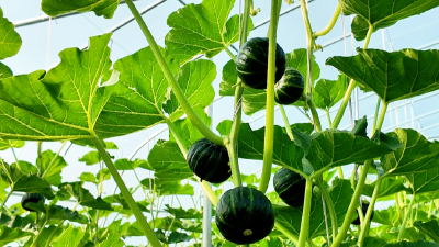 孝昌：“订单农业+精细管理” 让贝贝南瓜变“富民瓜” 