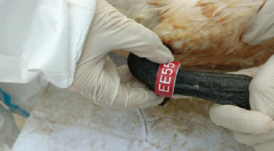 万里迁徙，有“证”可寻——从候鸟环志看洪湖湿地生态转变