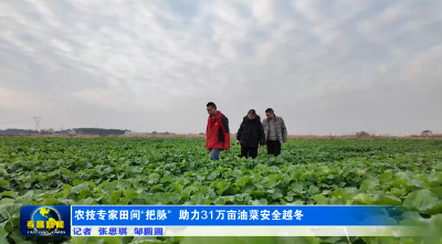 农技专家田间“把脉” 助力31万亩油菜安全越冬