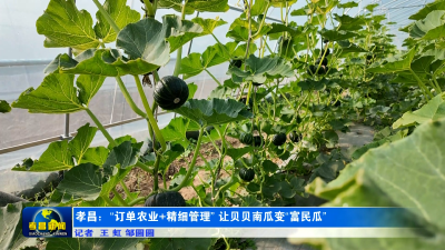 孝昌：“订单农业+精细管理” 让贝贝南瓜变“富民瓜”