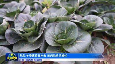 日销万斤！孝昌这个地方的蔬菜咋这么抢手？