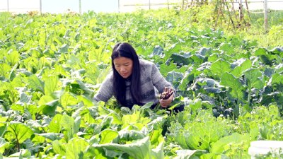 黄志琴：2200亩田野上的梦想“续写”