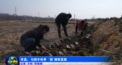 孝昌：马蹄丰收季“甜”满致富路