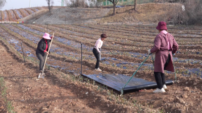 孝昌：冬日苗木管护忙  乡村振兴添动能