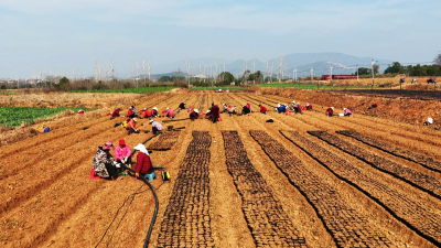 孝昌：冬闲田不闲  春来育“金苗”