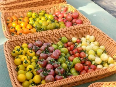 采摘正当时！来孝昌智慧大棚，体验爆汁番茄与农耕研学