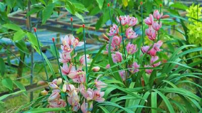 孝昌：年宵花销售火热  “美丽经济”促增收