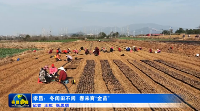 孝昌：冬闲田不闲 春来育“金苗”