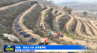孝昌：冬闲人不闲 油茶栽种忙 
