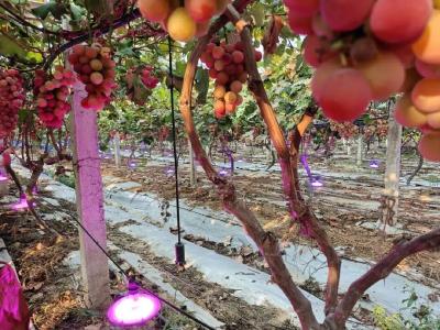 随市调品种 补光增颜值 韵鹤生态园勤耕巧种葡萄甜