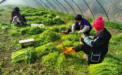 新春走基层｜一棵湖蒿的“春日快闪”：从田间到舌尖，绿色接力“抢鲜”全国