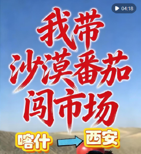 新春走基层｜喀什“新农人”：我带沙漠番茄闯市场
