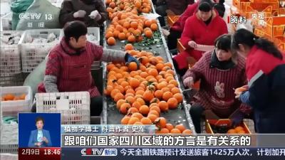 “pápá柑”还是“bābā柑”，都错？网友热议…… 