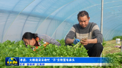 鲜！脆！孝昌一致村香芹走俏餐桌