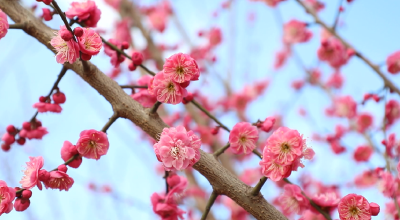 孝昌：万株梅花绽放 花香四溢富乡亲
