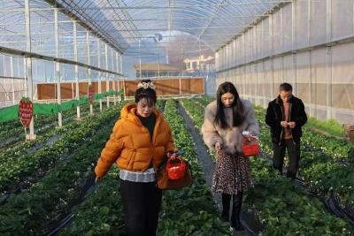 孝昌：冬日暖阳+爆汁甜草莓，快乐直接拉满