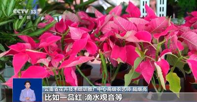 过敏人士如何安全选购年宵花？专家支招