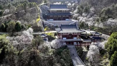 孝昌观音湖的樱花季来啦，美！美！美！