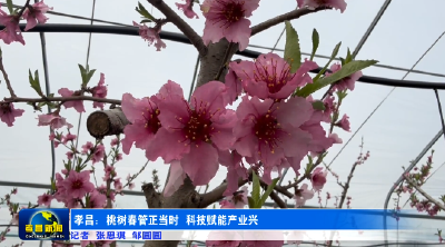 孝昌：桃树春管正当时 科技赋能产业兴 