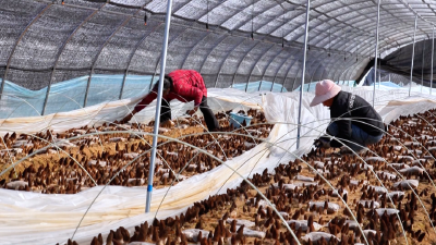 孝昌卫店：羊肚菌“抢鲜”上市  小菌菇撑开“致富伞”