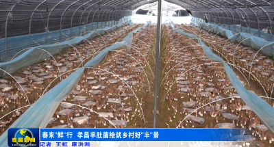 一斤能卖到近千元！孝昌正大量上市