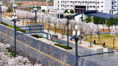 这条路太美了！ 孝昌洪畈大道樱花绽放