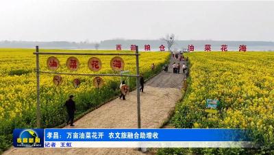 孝昌：万亩油菜花开 农文旅融合助增收