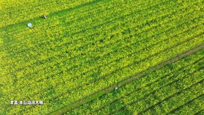 闯入一篇春日梦境，被孝昌丰山这片金色花海治愈了！