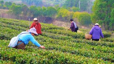 孝昌：万亩茶山披新绿  一片叶子富一方 